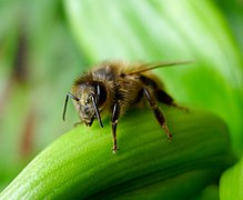 Honey Bee. Apis melliflora - Flickr - gailhampshire (1).jpg