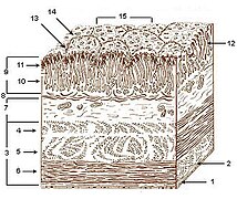 Illu stomach layers.jpg