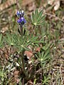 Lupinus bicolor