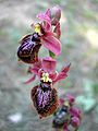 Ophrys × heraultii flowers Spain - Mallorca