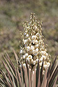 Parque Nacional da Restinga de Jurubatiba 30.jpg