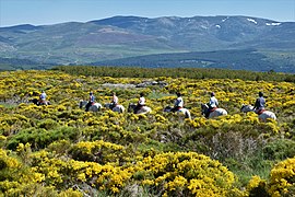 Sierra de Gredos en Junio con los piornos en flor.jpg