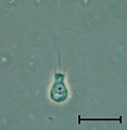 Codosiga sp cell at late stages of the life cycle