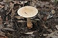 Amanita ochrophylla