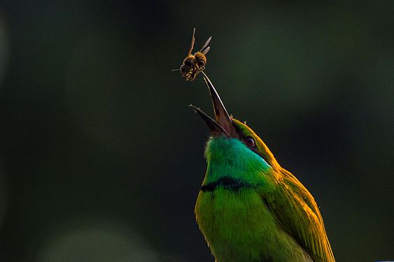 A green Bee-eater trying to catch a bee ARIJIT MONDAL