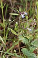 Collinsia parviflora