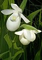 Cypripedium reginae alba color