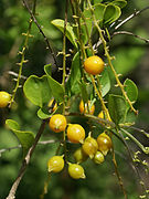 Duranta erecta