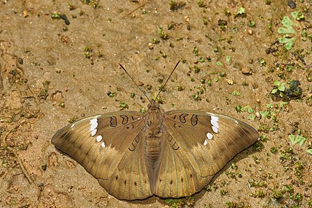 Euthalia aconthea (Common Baron)