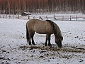 Icelandic horse