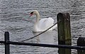 Mute swan in Hyde Park