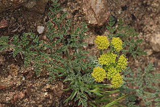 Lomatium mohavense