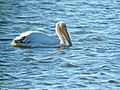 Cresswell Pond, Northumberland, UK; escape from captivity