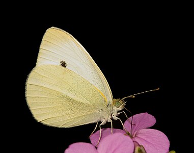 Pieris rapae (Small White)