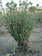 Thymus mastichina