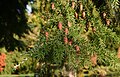 Foliage and cones