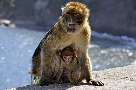 "Barbary macaque in Cap Carbon (Gouraya National Park)" by Hamza-sia