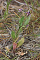 Chorispora tenella