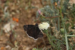 Erynnis funeralis