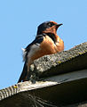 Barn Swallow (Hirundo rustica)