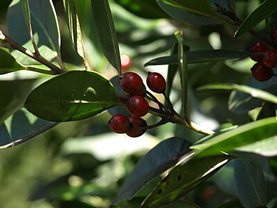 Ilex canariensis