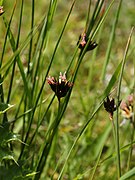 Juncus jacquinii