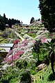 Kaminaka Weeping Peach Trees / 上中のしだれ桃