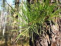 foliage; nadleśnictwo Drewnica, Poland