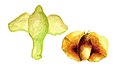 Betula pendula seed illustration