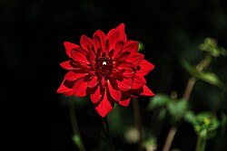 Rote Dahlie, Dahlia spec.