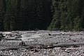 Carbon River