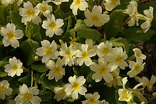 Primula vulgaris