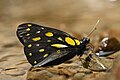 * Nomination Closewing position of Delias sanaca (Moore, [1858]) - Pale Jezebel. By User:MaheshBaruahwildlife --Atudu 12:03, 17 August 2024 (UTC) * Promotion  Support Good quality. --Plozessor 03:18, 18 August 2024 (UTC)