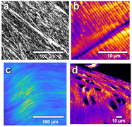 Cornea muscle-ad tendon mice cart-horse-surf.png