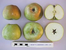 Cross section of Reinette Simirenko, National Fruit Collection (acc. 1950-114).jpg