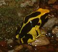 Dendrobates tinctorius var. Regina