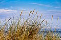 * Nomination Beach grass on the beach promenade, Kühlungsborn, Mecklenburg-Vorpommern, Germany --XRay 03:49, 19 August 2024 (UTC) * Promotion  Support Good quality. --Plozessor 03:50, 19 August 2024 (UTC)