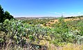 Moreleta Kloof Nature Reserve