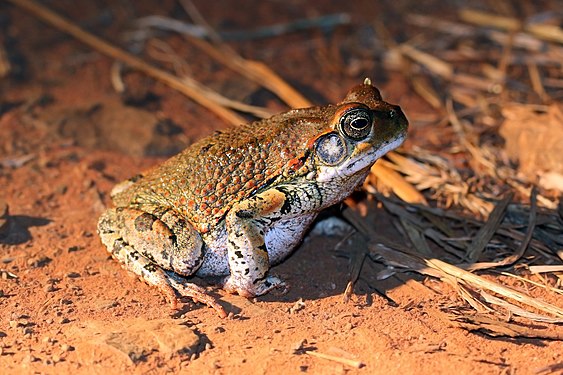 "Red_toad_(Schismaderma_carens).jpg" by User:Charlesjsharp