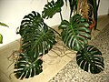 Monstera deliciosa (Ceriman, Swiss Cheese Plant)