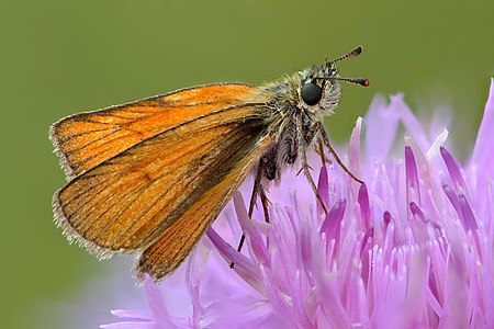 ♀ Thymelicus sylvestris (female) (Small Skipper)