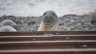 2020-11 Kerguelen Islands - Southern elephant seal 13.jpg