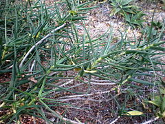 Aloe tenuior 1c.JPG