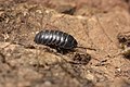 Armadillidium vulgare