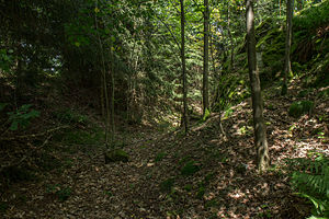 Burgstall Ramberg - Blick in den nordöstlichen Bereich des Ringgrabens. Rechts der Burgbereich (Juli 2013)