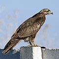 Buteo buteo (cat.)