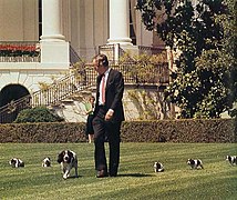 George H. W. Bush with his pet Millie and her puppies.jpg