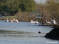 at Bharatpur, Rajasthan, India.