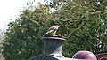 English: A Harris Hawk (Parabuteo unicinctus), at Havenstreet railway station, during the 2010 Southern Vectis bustival event. The owners of the bird were letting people handle the bird. Seen here, the bird had flown onto the chimney of the steam railway's Invincible locomotive.