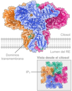 Human type 3 1,4,5-inositol trisphosphate receptor (ITPR3)-es.png